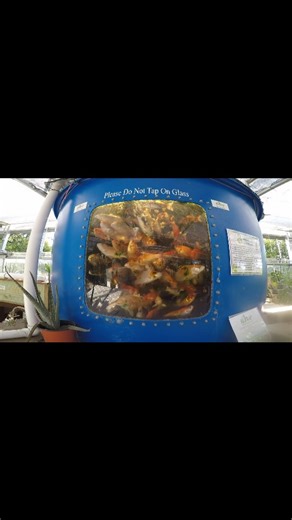 🌱🐟 What is aquaponics? 🐟🌱 In this video, Max Myers breaks down how aquaponics works and why it’s such a powerful tool for growing food sustainably. By combining fish, plants, and beneficial bacteria, aquaponics creates a closed-loop system that uses less water, reduces waste, and produces fresh, local food year-round. Whether you’re a grower, student, educator, or simply curious about where your food comes from, aquaponics is changing what’s possible in modern agriculture. 👉 Want to learn m