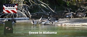 Geese in Alabama (Complete Guide & Free ID Chart) - Birds & Wetlands
