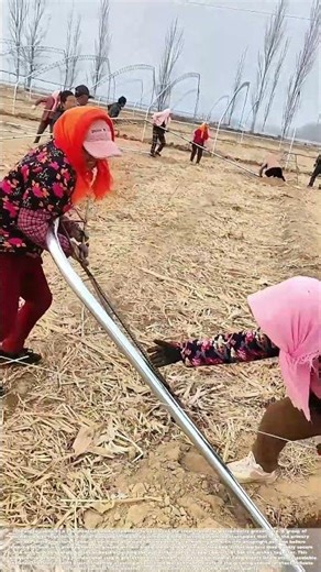 Erecting the Arch: The Teamwork Behind a Berry Greenhouse