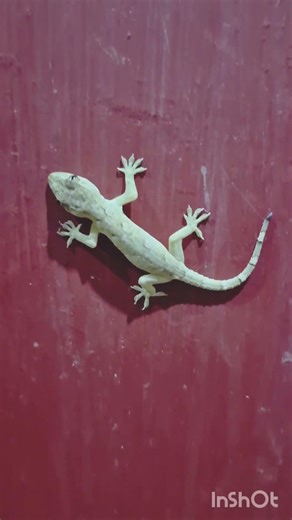 jhitipiti video | Lizard video l 🦎 #trendingshorts #lizard #animal #comedy #like