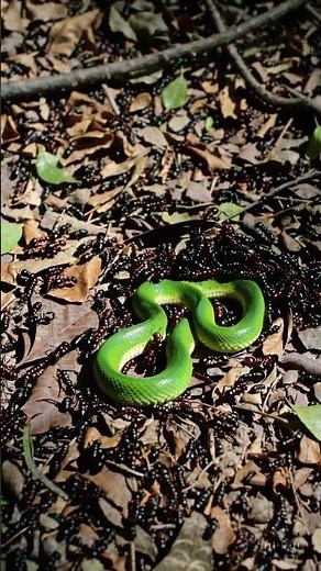 Ants Attack Snake, But Snake Strikes 🐍