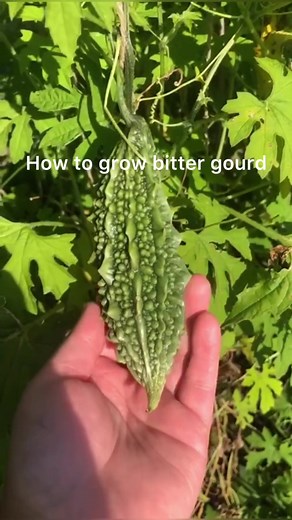 Ultimate Guide to Growing Bitter Gourd: Tips and Tricks