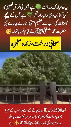 The Blessed Sahabi Tree: A Living Miracle of the Prophet ﷺ | #shorts #islam #duet #محمد #2026