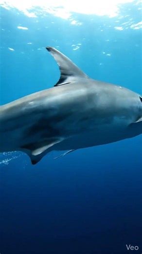 shark swimming underwater with camera perspective, deep ocean environment, cinematic underwater wild