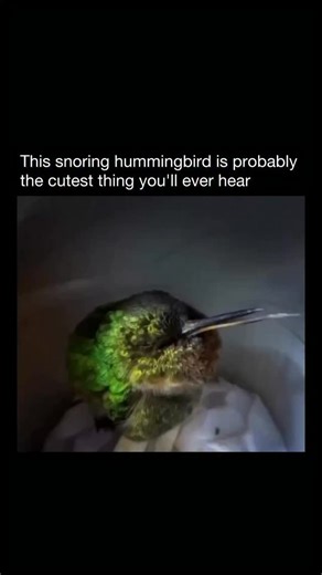 Explaining Nature | When waking from a deep, energy-saving state known as torpor, this tiny hummingbird lets out high-pitched, snore-like sounds. The noise... | Instagram