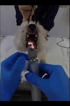 How to Place an Endotracheal Tube in Dogs?