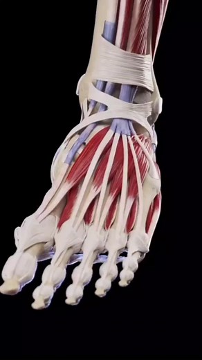 Foot Muscles: Anatomy and Fitness