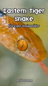 9.8K views · 385 reactions |  Eastern Tiger Snake (Telescopus semiannulatus)  This is one of the most beautiful mildly venomous snake species from Southern Africa.  #snake #snakes #venom #venomous | Robert Wedderburn Productions | Facebook
