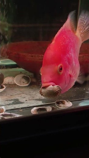 cara ikan mrmbuat sarang #fish #hobbyikan #ikanhias #aquarium #ikan #louhanjenong #budidayaikan