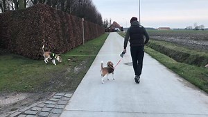 3.7K views · 330 reactions | Mommy over 7 months pregnant now so i bought this double leash. You must have seen some commercials about this leash. I must say , i’m really surprised how good it is! If one stays behind and the other one starts running you will not feel a thing , the other dog does haha . ❤️Louie & Marie❤️ | Louie the Beagle | Facebook