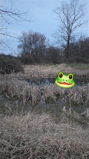 Spring peeper therapy