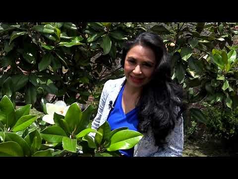 CURSO DE HERBOLARIA MEXICANA 2019; TEÓRICO-PRÁCTICO, IMPARTIDO POR EL DR. ERICK ESTRADA LUGO