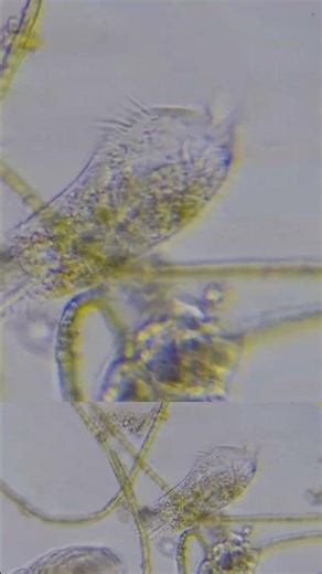Paramecium #microscopy