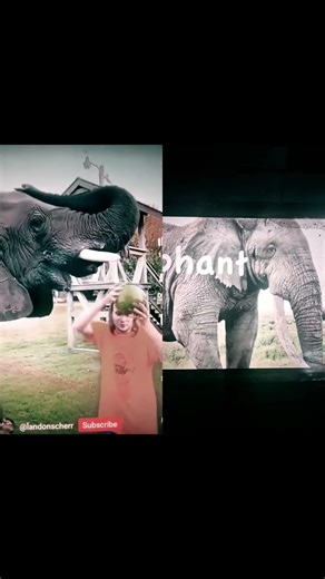 abc animals ode to joy