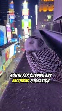 Mysterious Snowy Owl in Times Square: Where Did It Go?