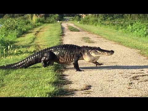alligator walking reference