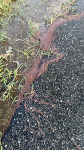 804 reactions · 85 shares | Got Worms? | Backwoods Life | Facebook