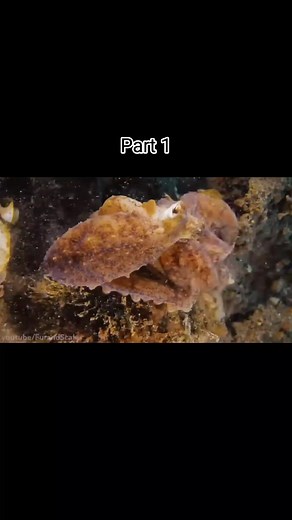 Discover the Largest Octopus in the World