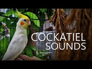 Sounds of Cockatiel Lutino Singing Wuckockeckickuk-wuckockeckickuk