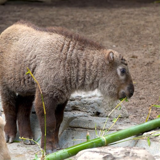 26K views · 336 reactions | This little cutie named Jin Tong is a...