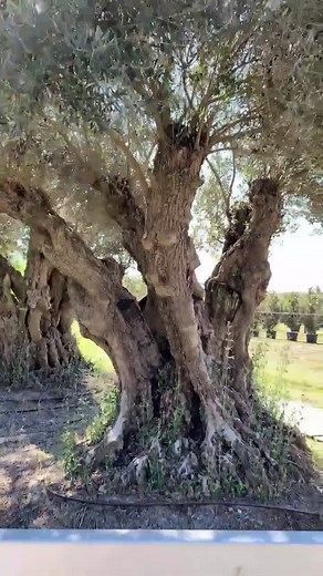 GreenDreamsTV on TikTok