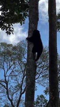 This is how a sun bear climb a tall tree!