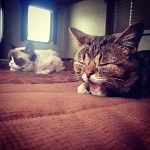 Quand Grumpy Cat rencontre Lil Bub, le chat qui tire toujours la langue !
