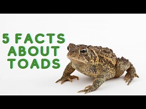 Five Facts About Toads!