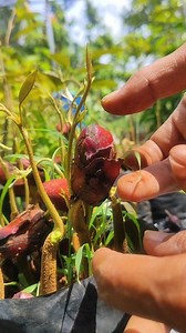 seedling care #gardeningfruit | GardeningFruit