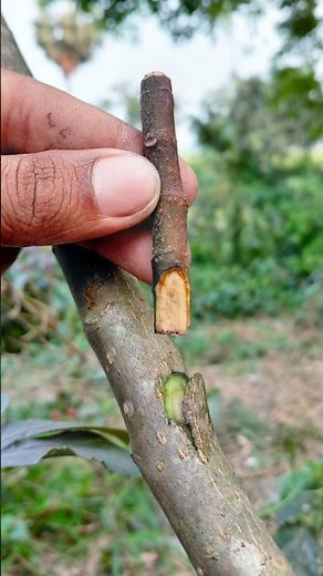 Innovative fruit tree grafting: Steel tube method