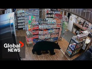 Bear walks into BC convenience store, steals bag of gummies: "He had a sweet tooth"