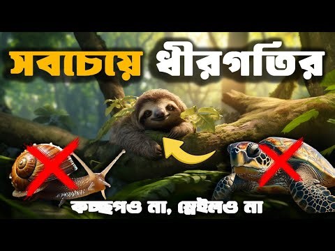 ৯০% সময় গাছে উল্টো ঝুলে! 😲 | স্লথের অলস জীবন ও অবিশ্বাস্য তথ্য | Sloth Facts Bangla