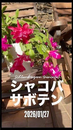 Schlumbergera truncata - How to grow and enjoy the charm of Schlumbergera truncata! Tips for enjo...