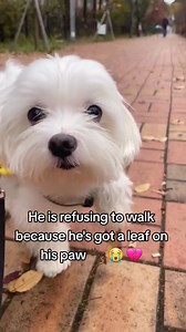 Dog: "well are you just gonna stand there all day?" 🎥 @underrattedsimpsons | Snug