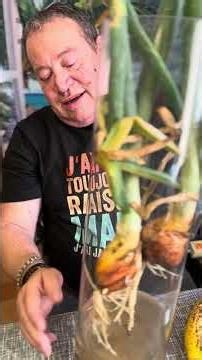 Autosuffisance alimentaire. Comment faire pousser gratuitement rapidement oignons fruits légumes ? ￼