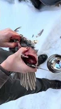 How to clean a partridge for a pear tree 🌲