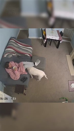 Bull Terrier: The Playful Companion Dog