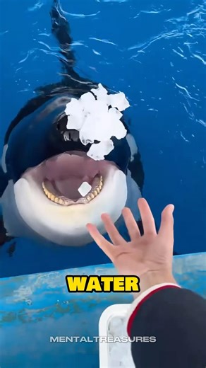 Why Orcas Need to Eat Ice 🧊