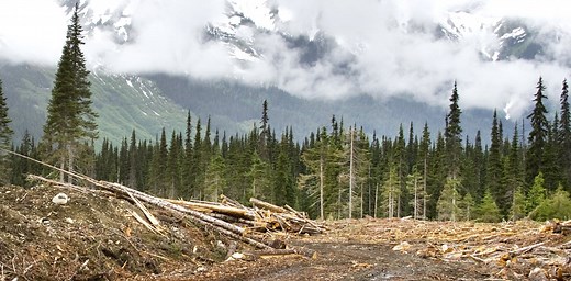 How forest loss has changed biodiversity around the globe over the last 150 years