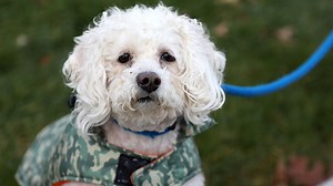 Finn the miniature poodle up for adoption by Connecticut Humane Society