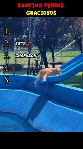 😂TOP 5 MOMENTOS MÁS GRACIOSOS DE PERROS😂