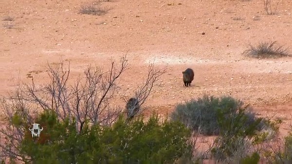 3M views · 29K reactions | Now the Javelina are coming. The 3rd one tries to eat the FREQ!!! Great video! | Carnivore TV | Facebook