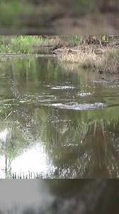 Spiner bait fight Monster snakehead | Balam Hunter