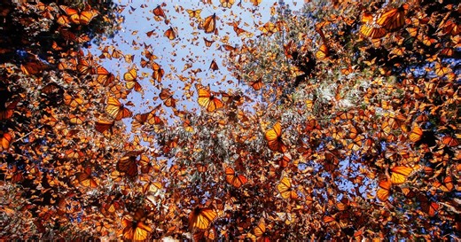 Hope for Monarch Butterflies