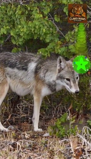 Atlantic Coyote #ClawsAndMawsKitchen #WildlifeFeeding