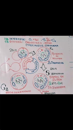ciclo Celular interfaces y división #ciclocelular #preunsch #biología #academiavirtual