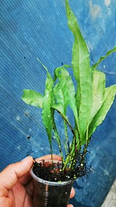 Conoces los helechos de java? es una planta muy facil de mantener en nuestros acuarios. 👇 | Aquavida Colombia
