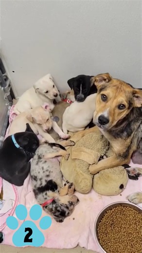 ❤🐾North Shore Animal League America, a year in review! Counting down 10 incredible rescue and adoption stories of 2024—because while every rescue is special, some moments just stay with you forever!🐾❤ One of our most unforgettable rescue stories of 2024 is Violet and her nine precious puppies. 💕 Rescued from an unimaginable situation by our shelter partners, Friends of Marshall Animals, Violet was found abandoned in an empty home, caring for her litter without food or water. 💔 When this brav