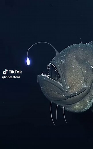 Exploring the Deep Sea: Fascinating Anglerfish Facts