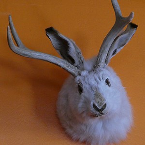 The Jackalope : lopegigrus lepusalopus ineptus